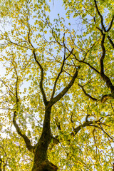 Blick in eine Buchenkrone