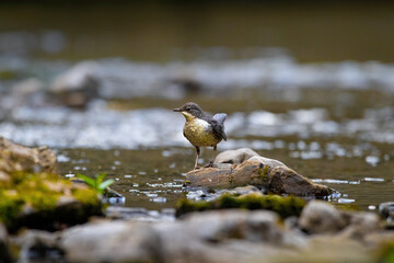 Eine Wasseramsel bei der Jagd