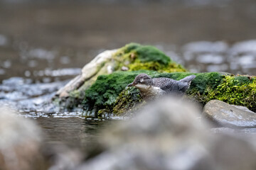Eine Wasseramsel bei der Jagd