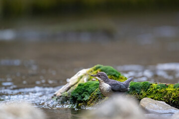 Eine Wasseramsel bei der Jagd