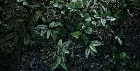 Creative nature leaves background, tropical leaf banner or floral jungle pattern concept.