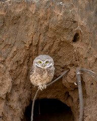 spotted owl or owlet or Athene brama portrait perched on branch near nest hole at forest of central...
