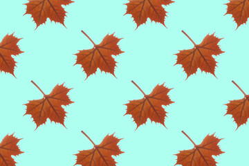 Fototapeta premium Orange maple autumn leaves on a blue background. Seamless repeating pattern.