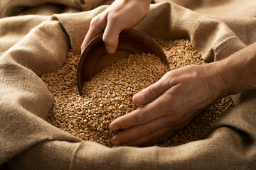 Naklejka premium Caucasian male showing wheat grains in his hands over burlap sack