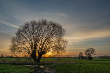 Fototapeta na wymiar Sunset behind a tree without leaves in the meadow