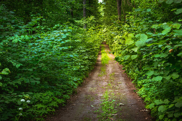 Dirt road in a green deciduous forest