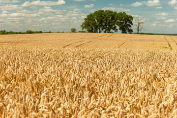 Naklejka premium Big trees behind a huge wheat field