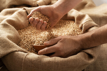 Caucasian male showing wheat grains in his hands over burlap sack