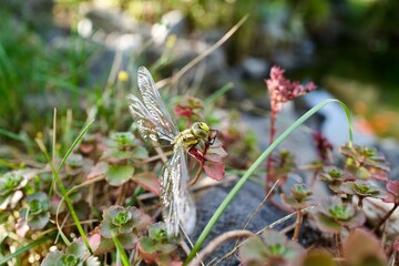 Dragon-fly on a red Gras