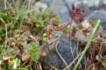 dragonfly sitting on a grass near to the Pupa