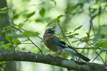 eichelhäher, bird, natur, wild lebende tiere