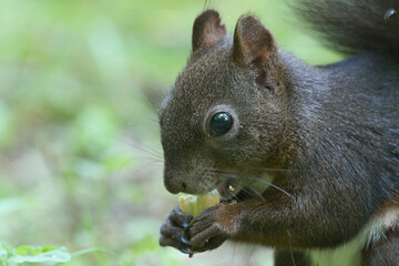 eichhörnchen, tier, nager, wild lebende tiere, hübsch, natur, grau, baum, wild, nuss, braun, essen