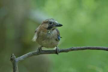 eichelhäher, bird, natur, wild lebende tiere