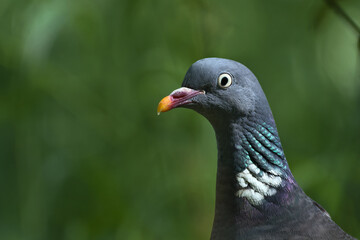 bird, taube, tier, wild lebende tiere, flügel, auge,