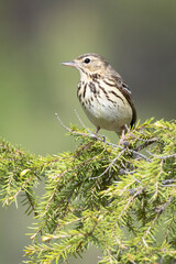 Tree pipit