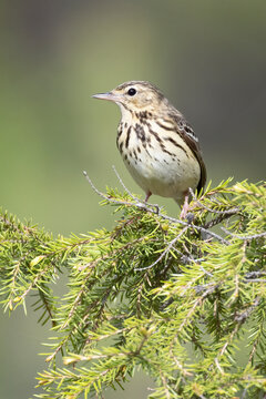 Tree pipit