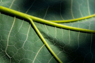 Close up of a bright green leaf with stalk and vein structures and hairy surface in warm sunlight....