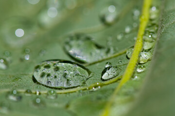 Green leaf with contrasting vein structures and water droplets in bright warm sunlight. Macro close up with selective focus and many details. Natural background in shades of green, wet from rain.