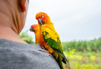 Two parrots playing on a man's shoulder in the garden next to the house