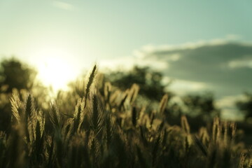 counter light. wheat in the sunset. beautiful. 