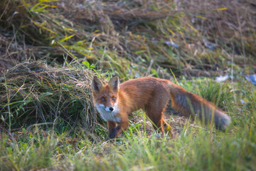 Beautiful young sly fox hunting in nature in summer