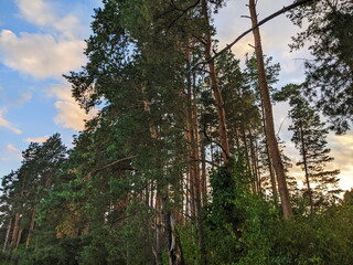 Fototapeta premium Nordic pine forest in evening light.