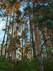 Fototapeta premium Nordic pine forest in evening light.