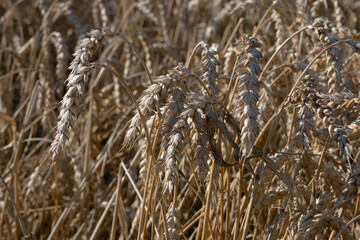 Fototapeta premium Close-up of grown yellow golden wheat with focus on the culms and ears in front. Agriculture, harvest 