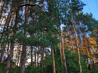 Nordic pine forest in evening light.