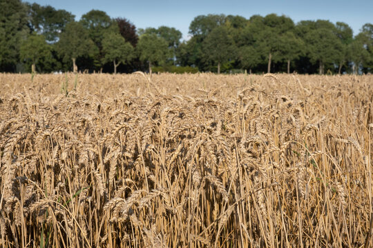 Grown yellow golden wheat field with focus on the culms and ears in front. Row of trees blurred in background. Agriculture, harvest