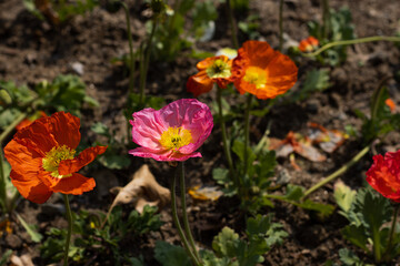 yellow and red flowers in a garden