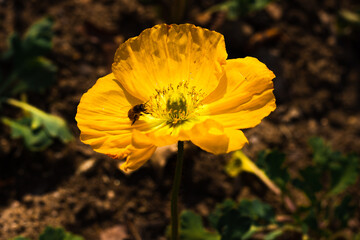 Bee on a yellow flower in a garden