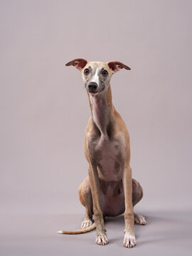 Portrait of a dog on a gray background. handsome whippet in a photo studio