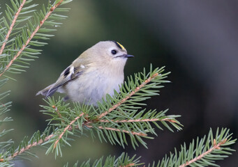 Goldcrest
