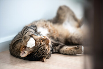 Cat sleep relax on the upstair