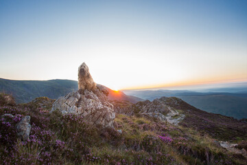 dog on rocks in mountains during sunrise