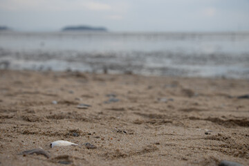 Sandy Beach with Shells