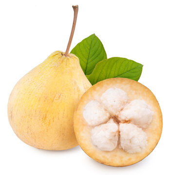 Fresh Yellow Sentol fruit isolated on white background, Fresh wild mangosteen or Santol on White With clipping path.