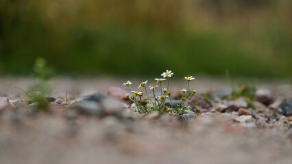 
SUMMER LANDSCAPE - Blooming chamomile flowers on dirt road
