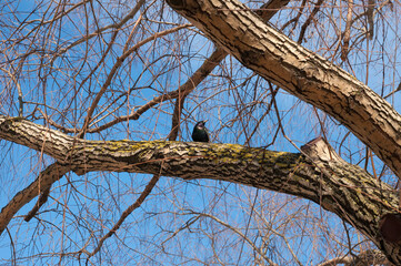 Small black starling bird sitting on a tree branch against blue sky