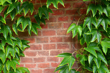  Fragment of exterior red brick wall with decorative   green wild grape leaves hanging up on it. Landscaping and growing decorative plants concept.