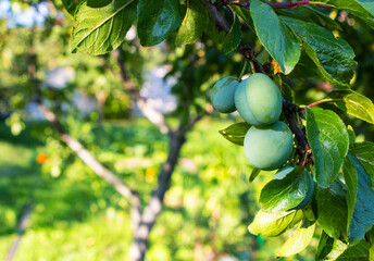 Green ripening plum on a tree with green foliage in the garden