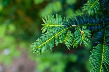 Fir tree brunch close up background. Fluffy fir tree brunch close up. Copy space.