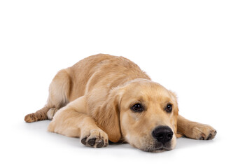 Friendly 6 months old Golden Retriever dog youngster, laying down flat with face down. Looking  staight ahead away from amera. Isolated on a white background.