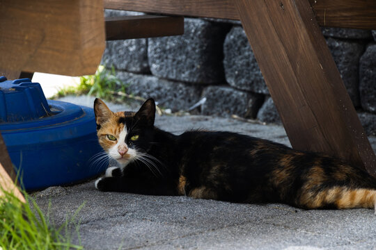 cat under a bench - Powered by Adobe