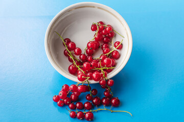 Sprigs of red currant in a white bowl isolated on blue background. Sweet red currant spilling out from the bowl. Currant organic berries harvest - healthy eating and food concept