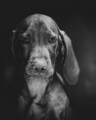 Vertical grayscale portrait of a Weimaraner dog