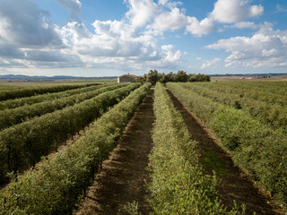 Fototapeta na wymiar Landscape view of an Agricultural Olive fields in Mallorca, Spain, Europe