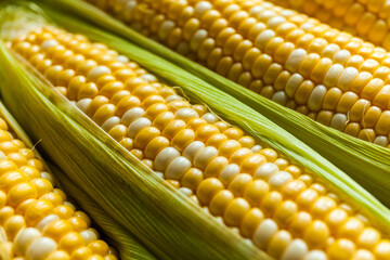 Fresh yellow corns ears with leaves.