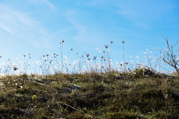 reeds in the wind